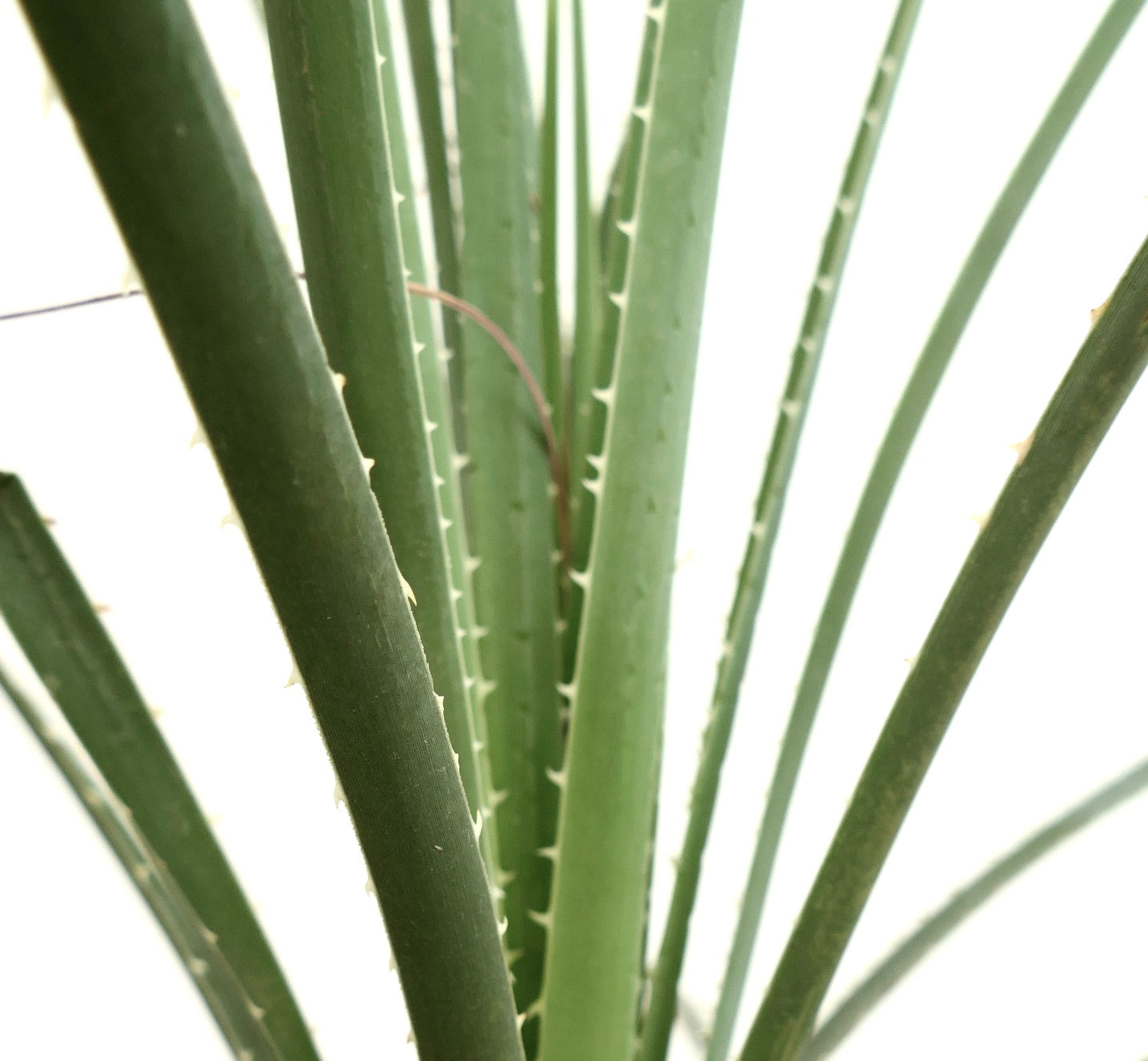 Dasylirion acrotrichum var. parryanum succulent plant with slender green spiny leaves