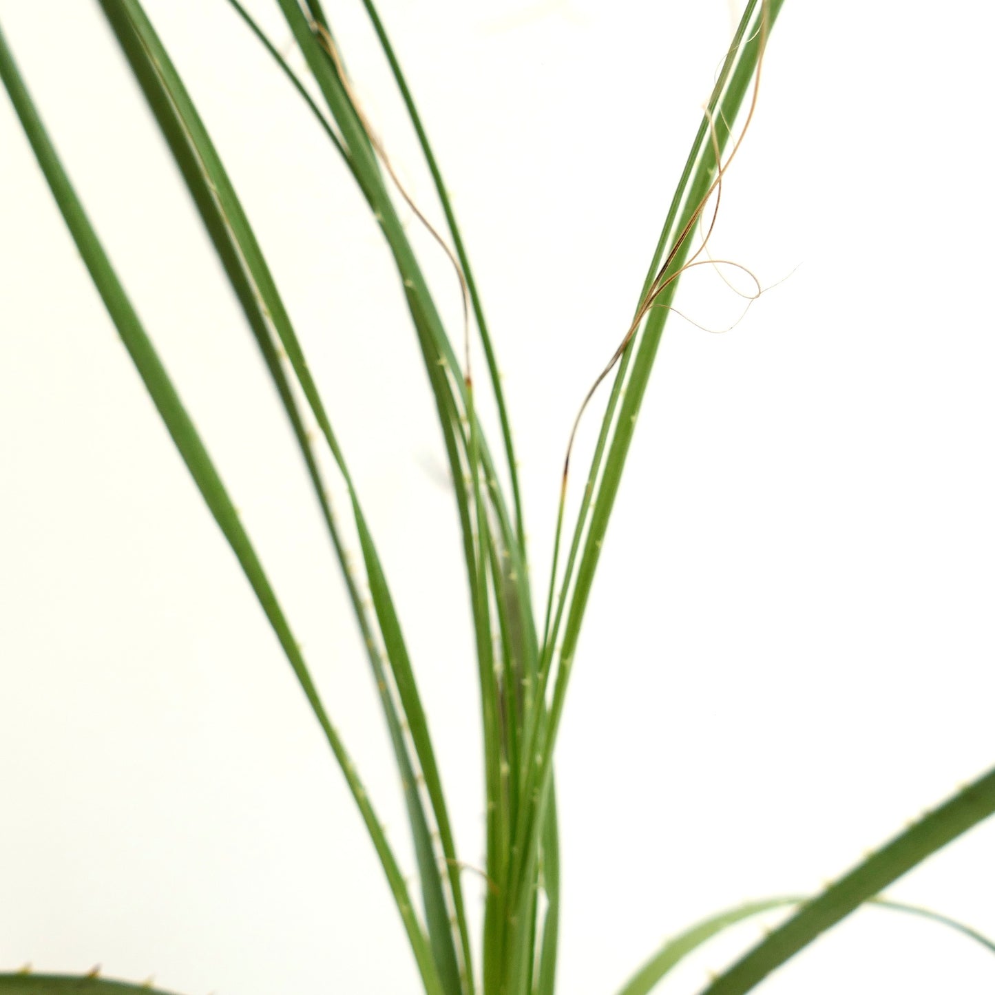 Dasylirion berlandieri slender green leaves with thin curling fibers and small spines