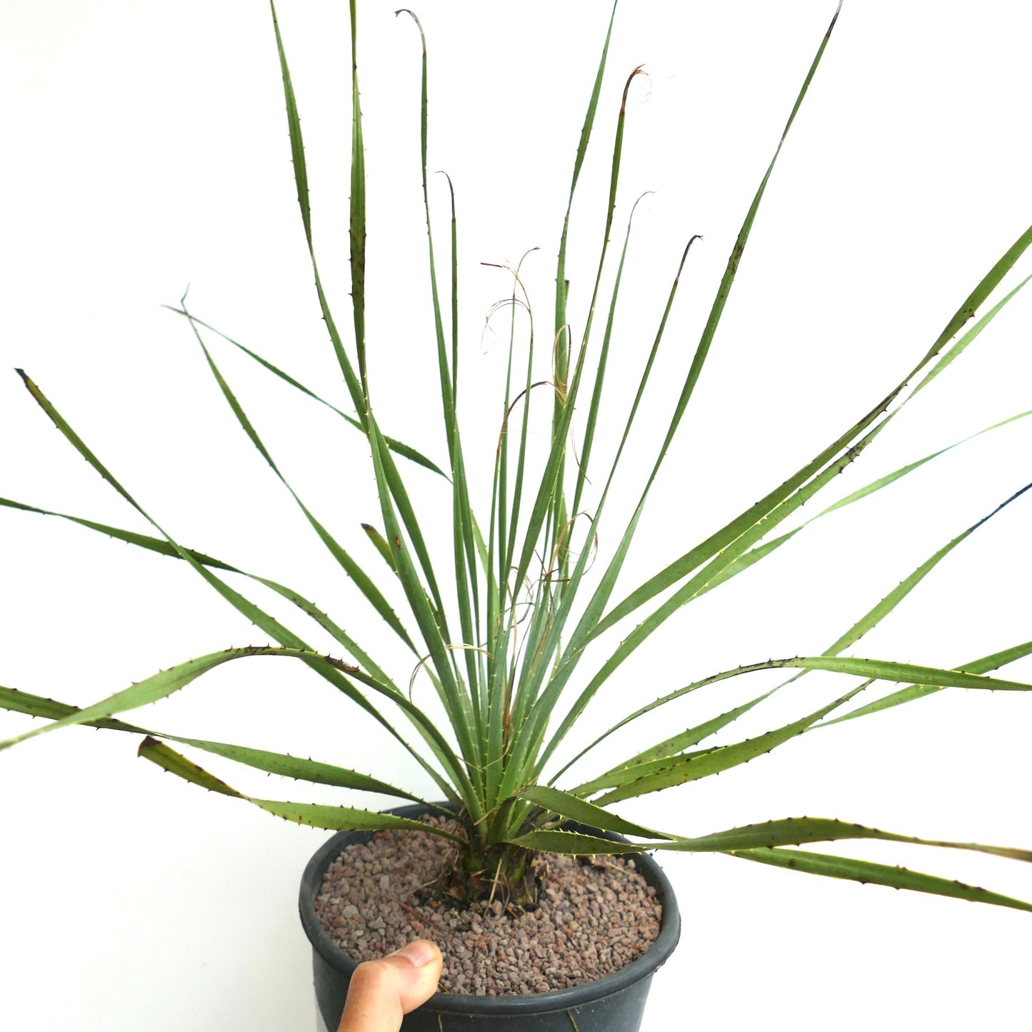 Dasylirion berlandieri, succulent épineux aux longues feuilles vertes étroites dans un pot noir