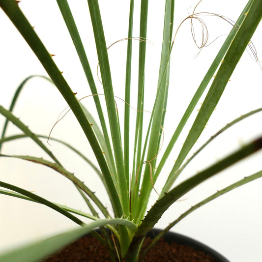 Dasylirion berlandieri succulent with long narrow green leaves and small spines along edges
