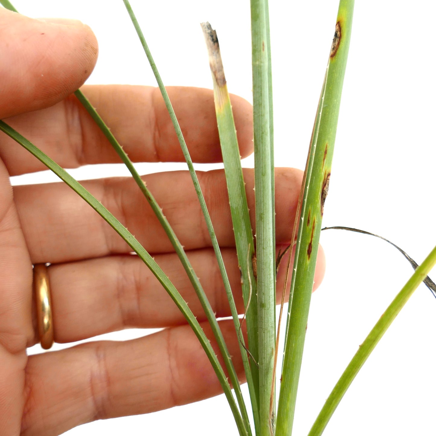 Dasylirion cedrosanum foglie verdi sottili con piccole spine e macchie marroni dettaglio del campione