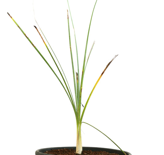 Dasylirion cedrosanum slender succulent with long narrow green leaves and brown tips in pot