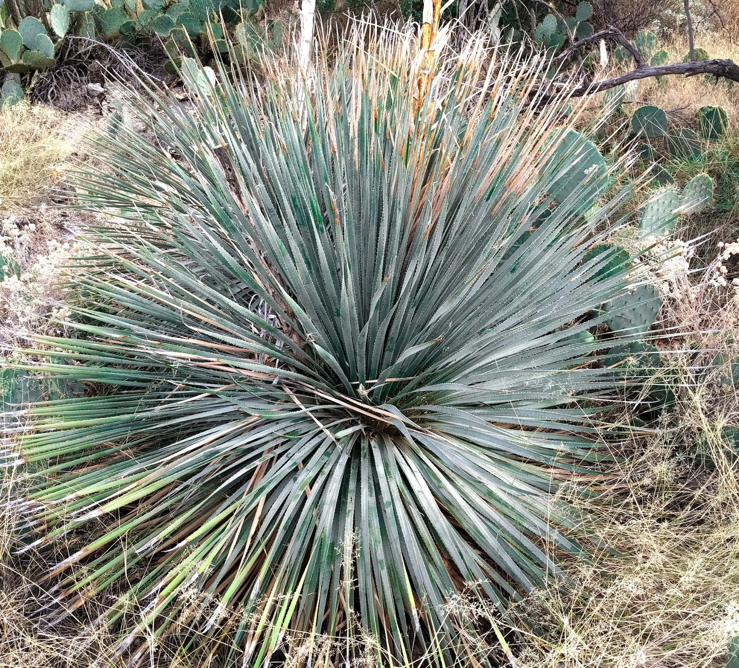 Dasylirion durangense succulenta a rosetta spigolosa con foglie strette grigio-verdi e margini affilati