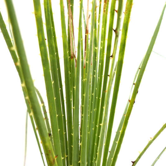 Dasylirion durangense succulent plant with long spiny green leaves and upright growth
