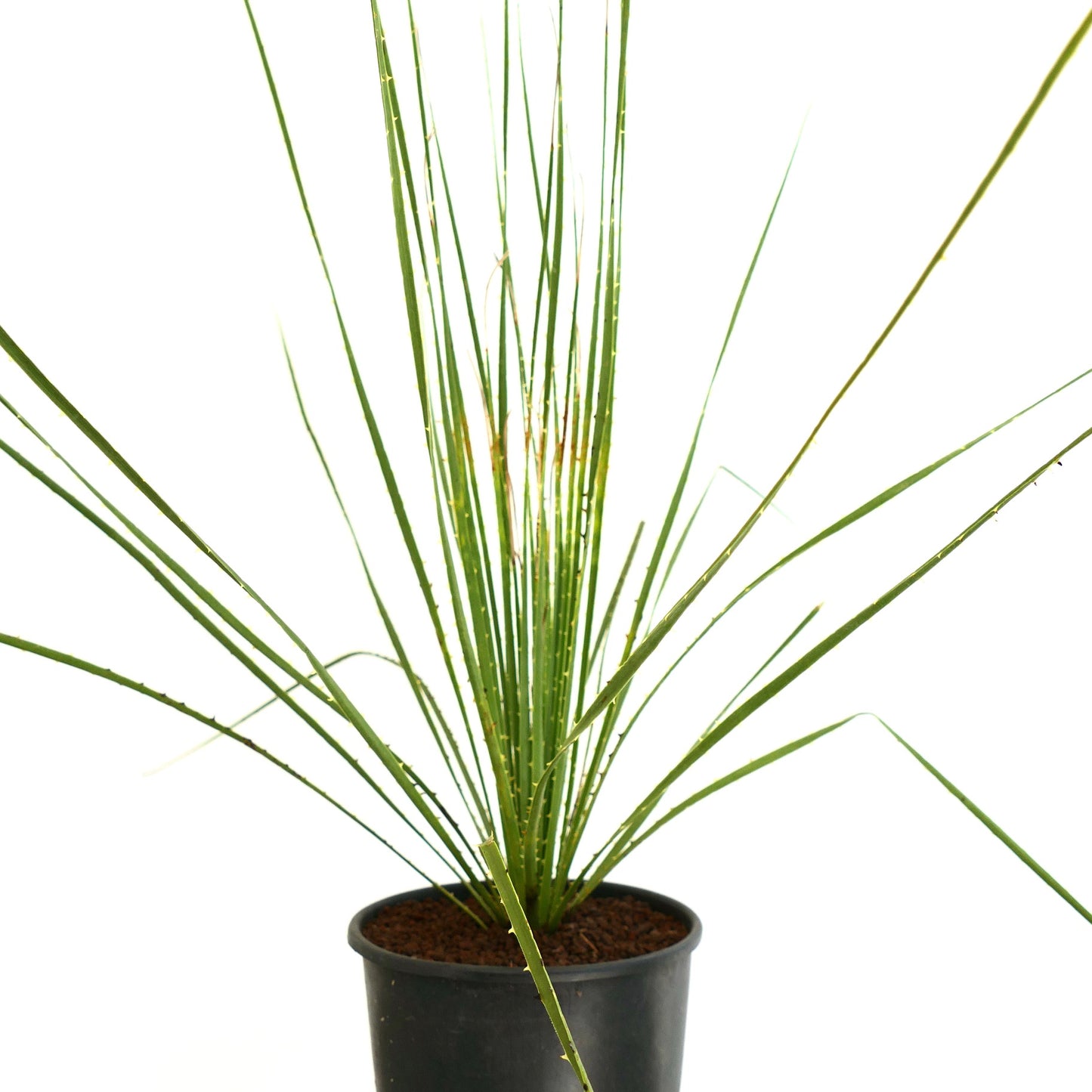 Dasylirion durangense foglie verdi sottili appuntite pianta succulenta del deserto in vaso