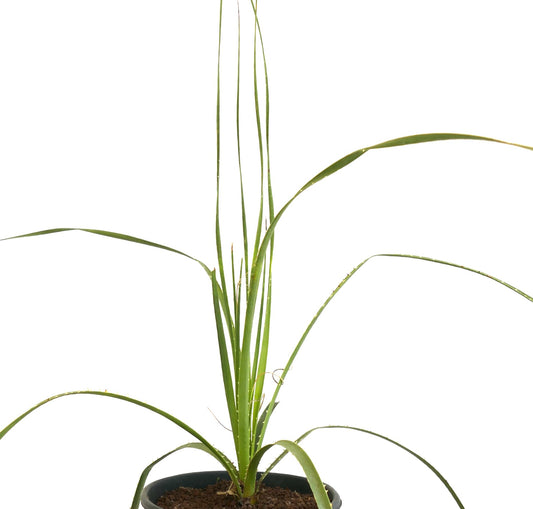 Dasylirion durangense tall spiky succulent with long slender green leaves in pot