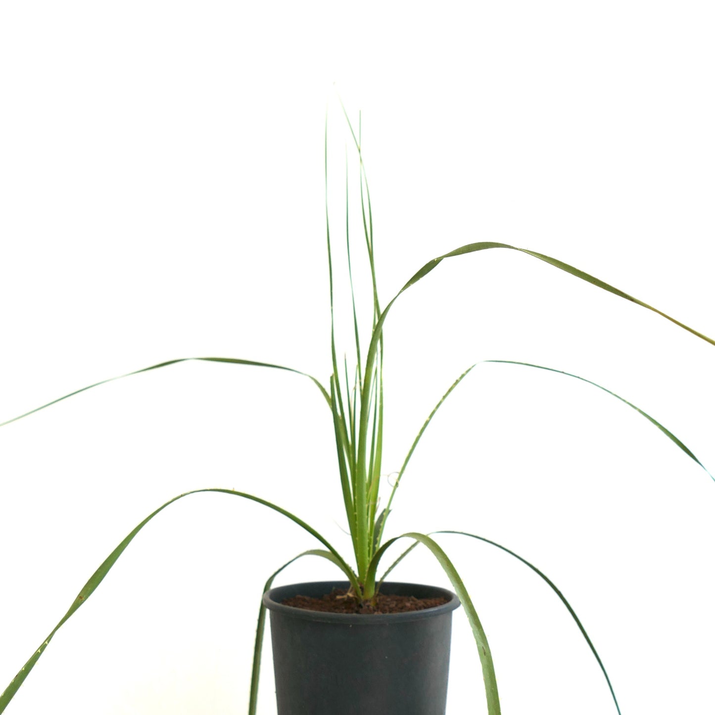 Dasylirion durangense schlanke lange grüne Blätter Topfpflanze Wüstenpflanzenexemplar