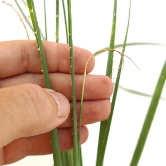 Dasylirion duranguense slender green stems with small spines and curling dry leaf tips close-up