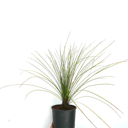 Dasylirion longissimum slender green leaves with thin spines in black pot succulent plant