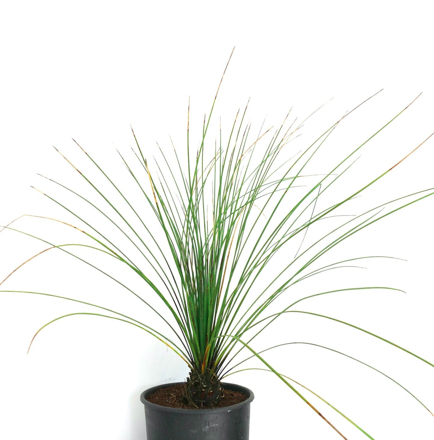 Dasylirion longissimum spiky green succulent with long slender leaves in black pot