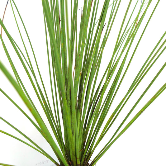 Dasylirion longissimum slender green spiky succulent plant with long narrow leaves