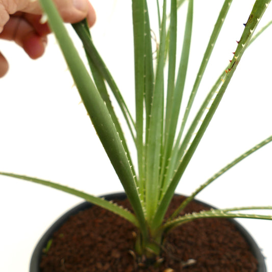 Dasylirion lucidum succulent plant with slender green spiny leaves in pot