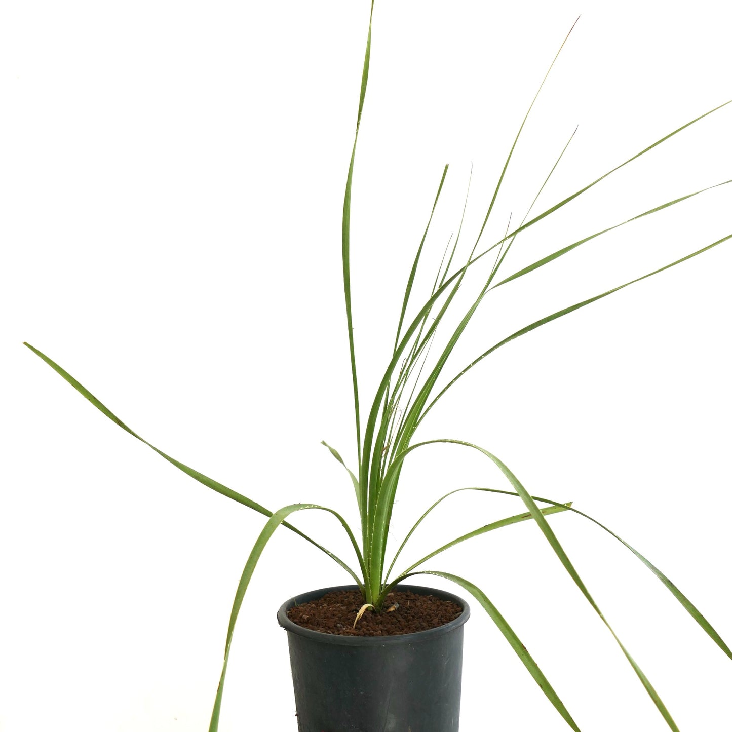 Dasylirion occcidentalis slender green leaves with thin spines in black pot succulent plant
