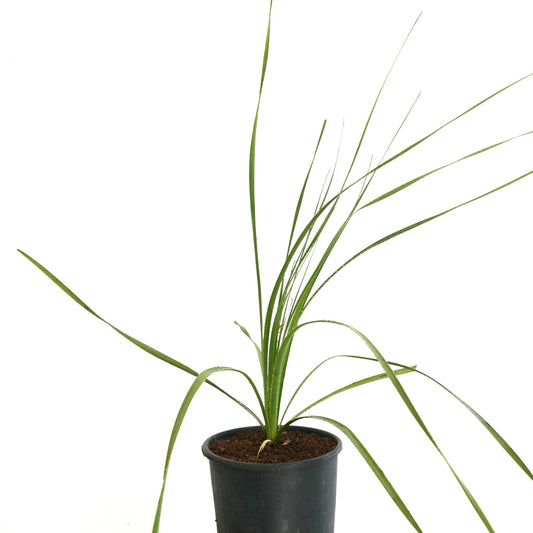 Dasylirion occcidentalis slender green leaves with thin spines in black pot succulent plant