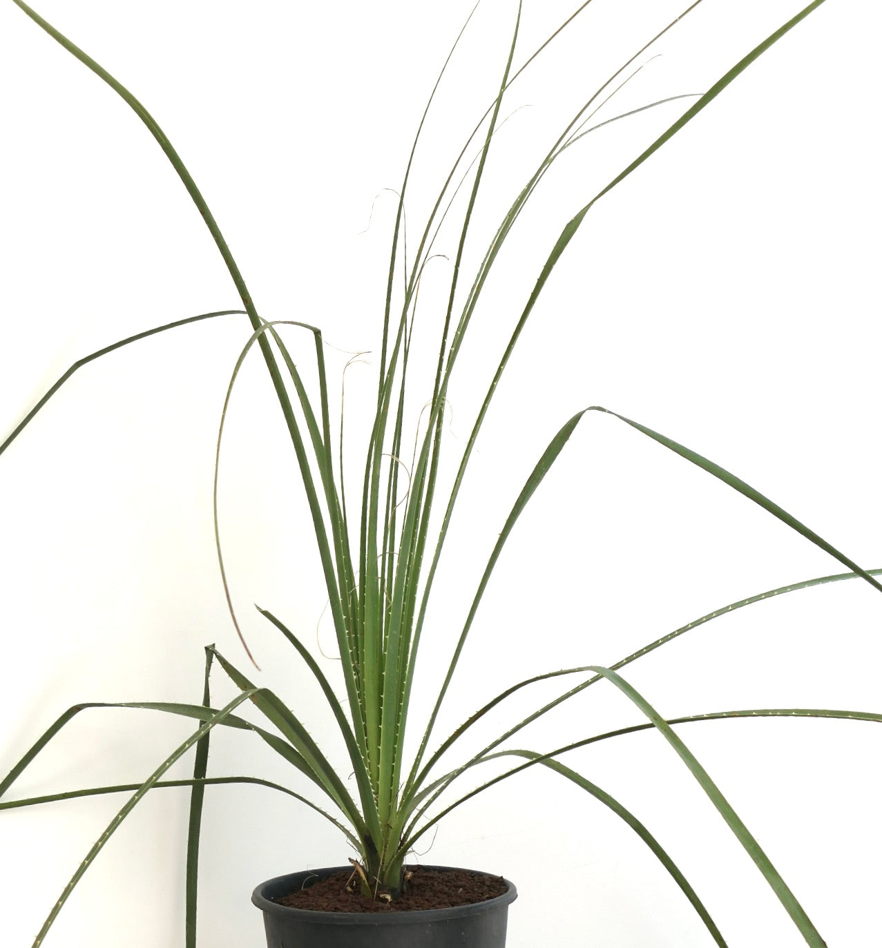 Dasylirion parryanum slender spiky succulent with long narrow green leaves in pot