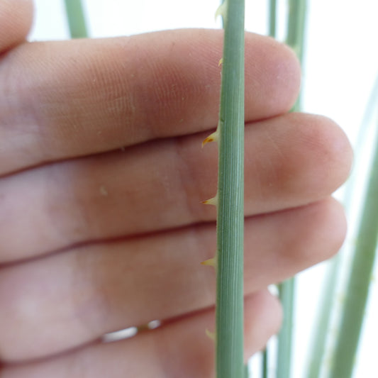 Dasylirion serratifolium close-up of thorny green stem held by hand