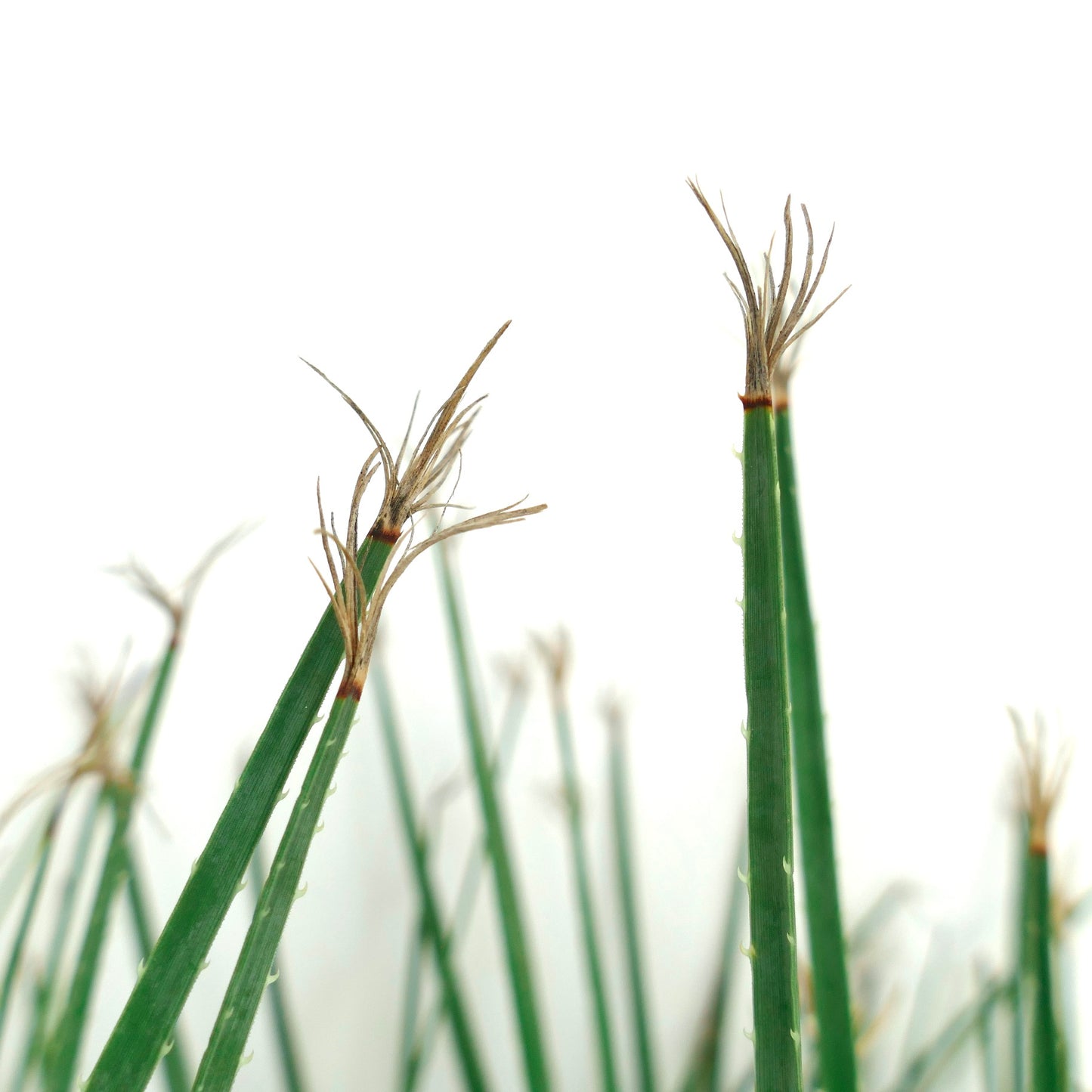 Dasylirion serratifolium spiky green succulent leaves with brown tips close-up