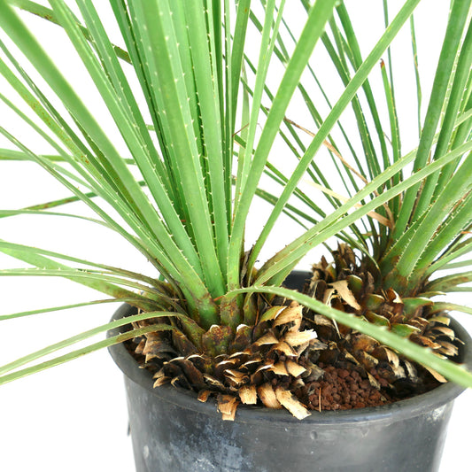 Dasylirion serratifolium succulent plant with long spiny leaves and woody base in black pot