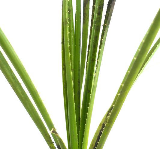 Dasylirion texanum spiky green succulent plant leaves close-up