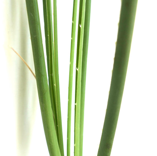 Dasylirion texanum slender green spiny leaves close-up succulent plant detail