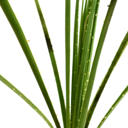 Dasylirion texanum close-up of spiny green succulent leaves with sharp thorns