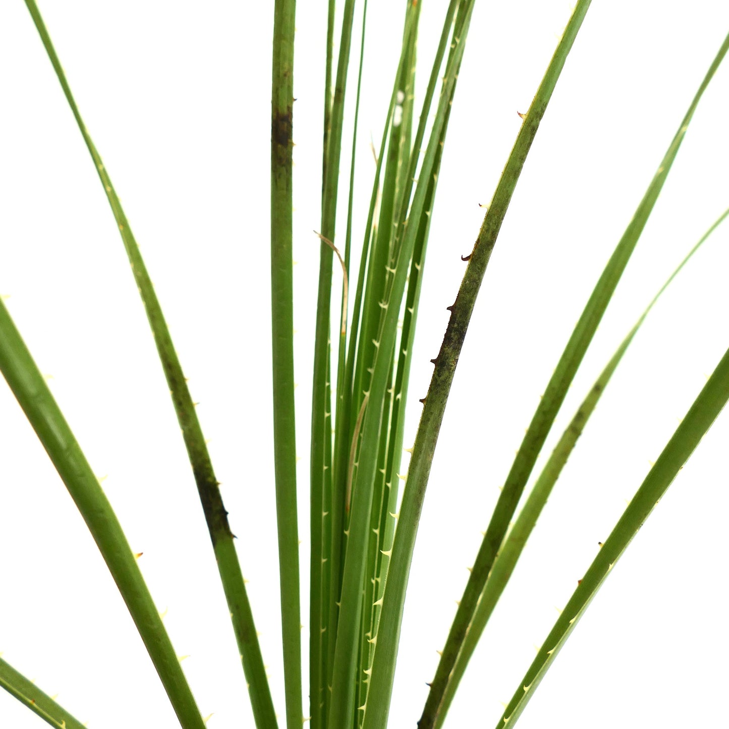 Dasylirion texanum slender green leaves with small spines and upright growth habit