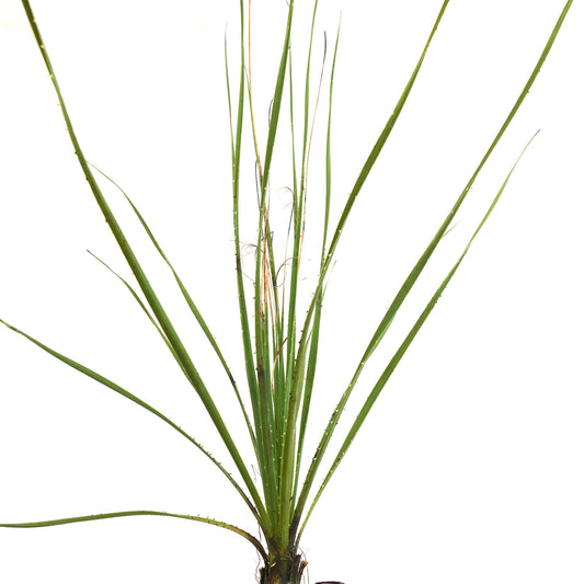 Dasylirion texanum slender spiny succulent with long narrow green leaves and fibrous texture