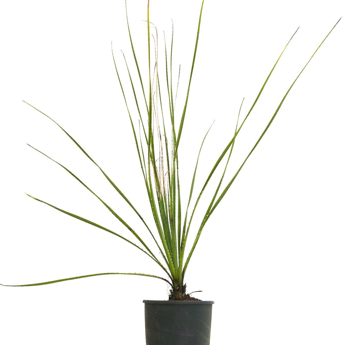 Dasylirion texanum slender green leaves with thin spines in black nursery pot