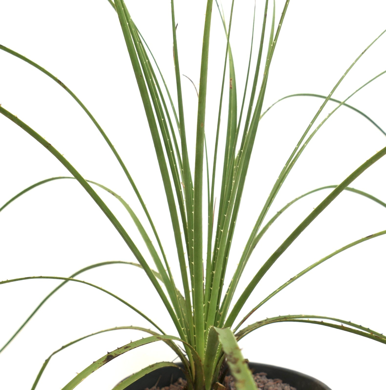 ダシリリオン　テキサナム 植物販売】兵庫県宝塚市㈱陽春園植物場ネット通販 ダシリリオン