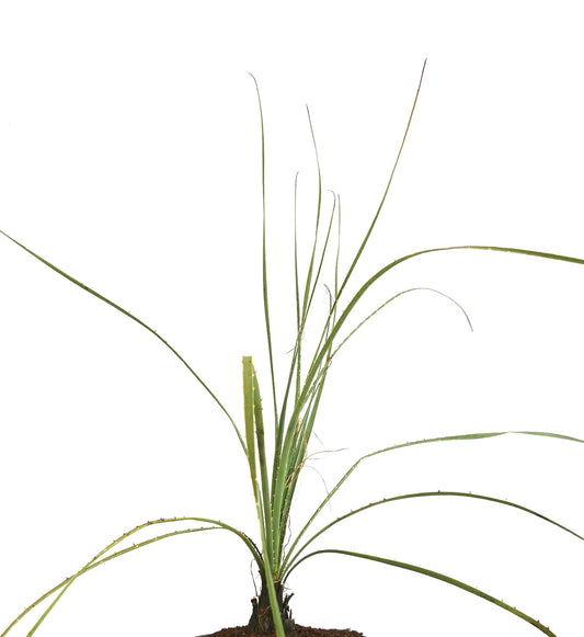 Dasylirion wheeleri spiky green succulent with long slender leaves and sharp edges