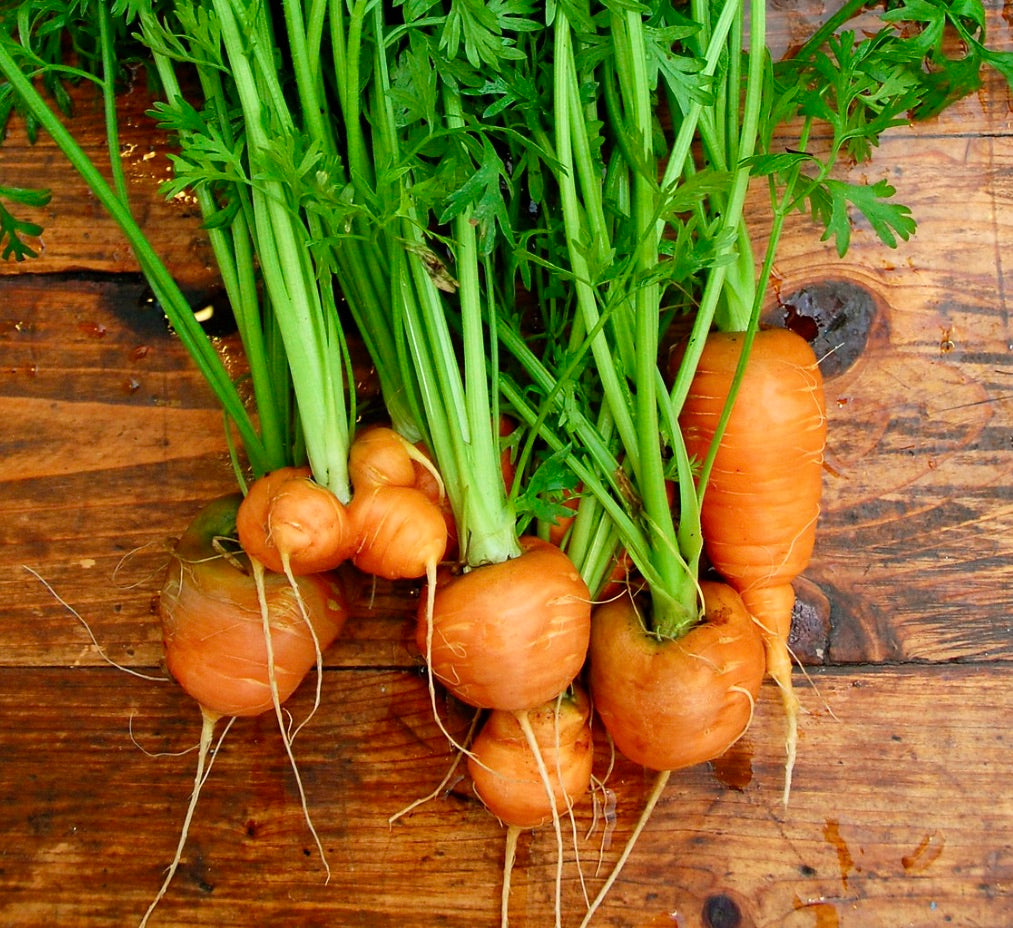 Daucus carota 'Parisian Carrots Markt' round orange carrots with fresh green tops on wooden surface