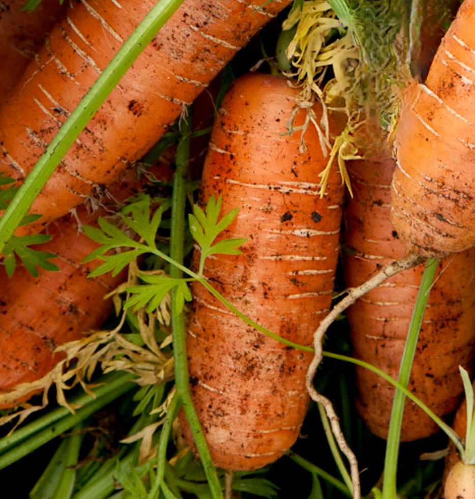 Daucus carota robust orange carrots with green leafy tops and soil residue