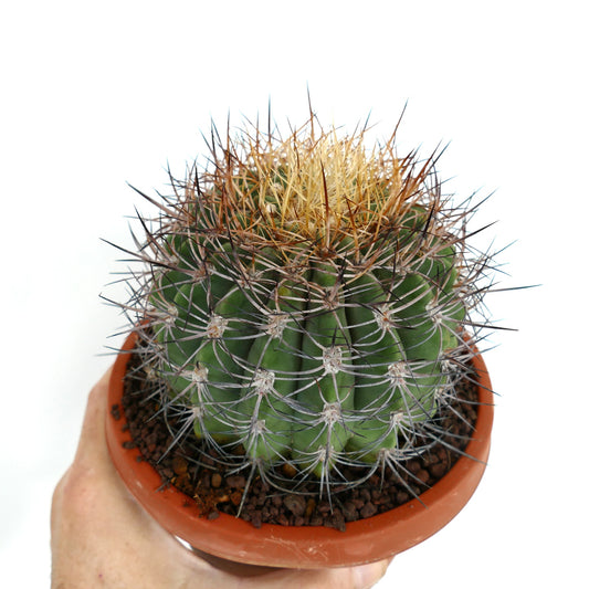 Denmoza erythrocephala round green cactus with dense long brown and white spines in pot