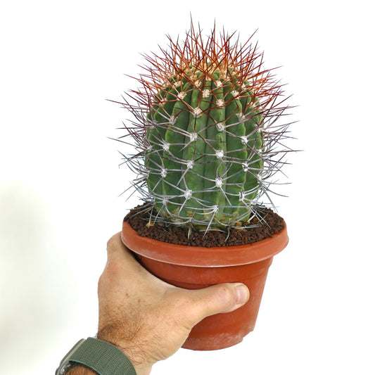 Denmoza rhodacantha cactus with dense red and white spines in terracotta pot held by hand