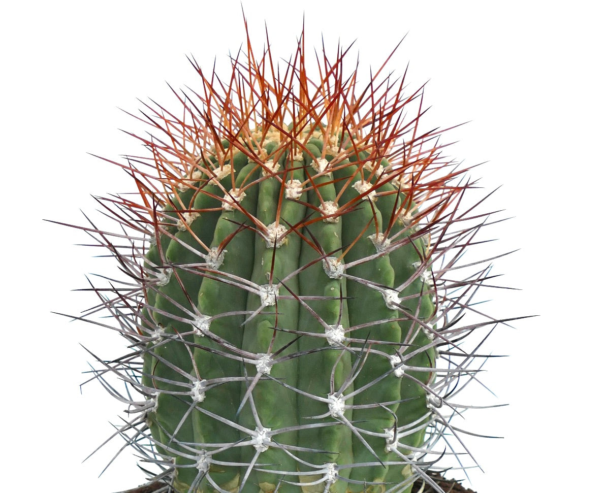 Denmoza rhodacantha cactus with green ribbed body and long reddish spines succulent specimen