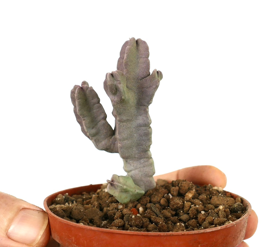 Desmidorchis flava succulent with thick, branched stems and muted green-purple hues in small pot