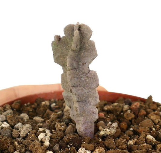 Desmidorchis flava succulent with thick, segmented, grayish-green stem in rocky soil