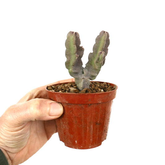 เดสมิโดร์คิส ฟลาเวีย ต้นอวบน้ำกิ่งก้านแตกแขนง มีลำต้นสีเขียวและม่วงมีร่อง อยู่ในกระถางขนาดเล็ก