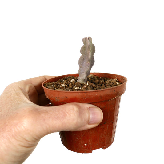 เดสมิโดร์คิส ฟลาวา ต้นเดี่ยวลำต้นเล็กอวบน้ำลายคลื่นสีม่วง-เขียวในกระถาง