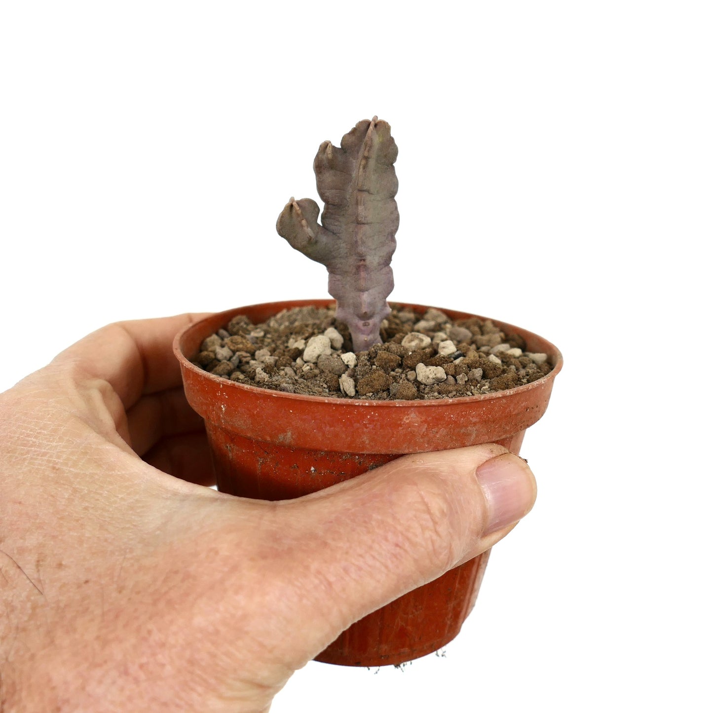 Desmidorchis flava kleine Sukkulente mit dicken, violetten, verzweigten Stängeln im Terrakottatopf