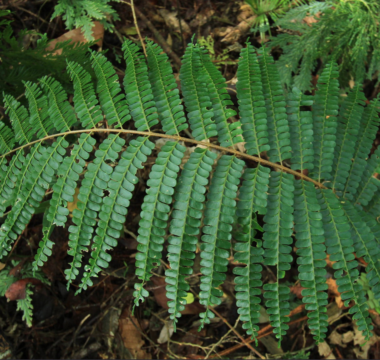 Fronde di felce verde rigogliosa Didymochlaena truncatula con foglioline arrotondate sul fondo della foresta