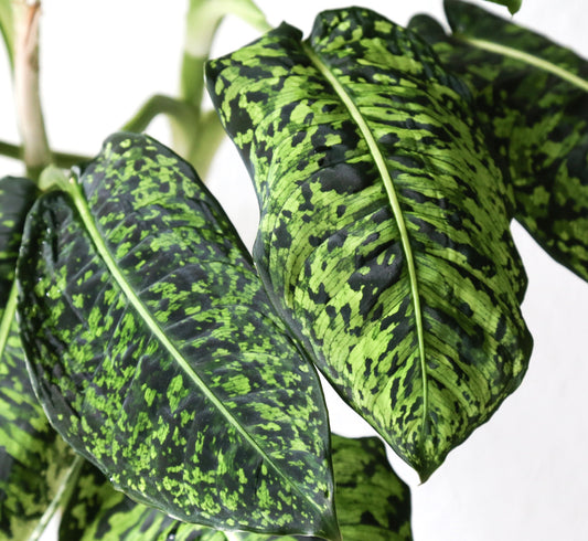Dieffenbachia cv REFLECTOR with large glossy green leaves and dark green speckled variegation