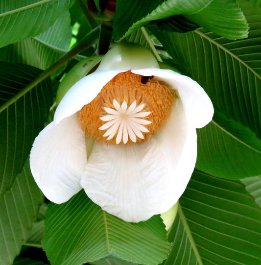 Dillenia indica flor grande branca com pétalas texturizadas e folhas verdes com nervuras