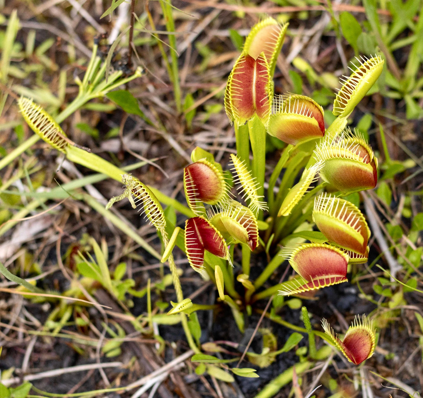Dionaea muscipula carnivorous plant with red and green hinged traps and white trigger hairs