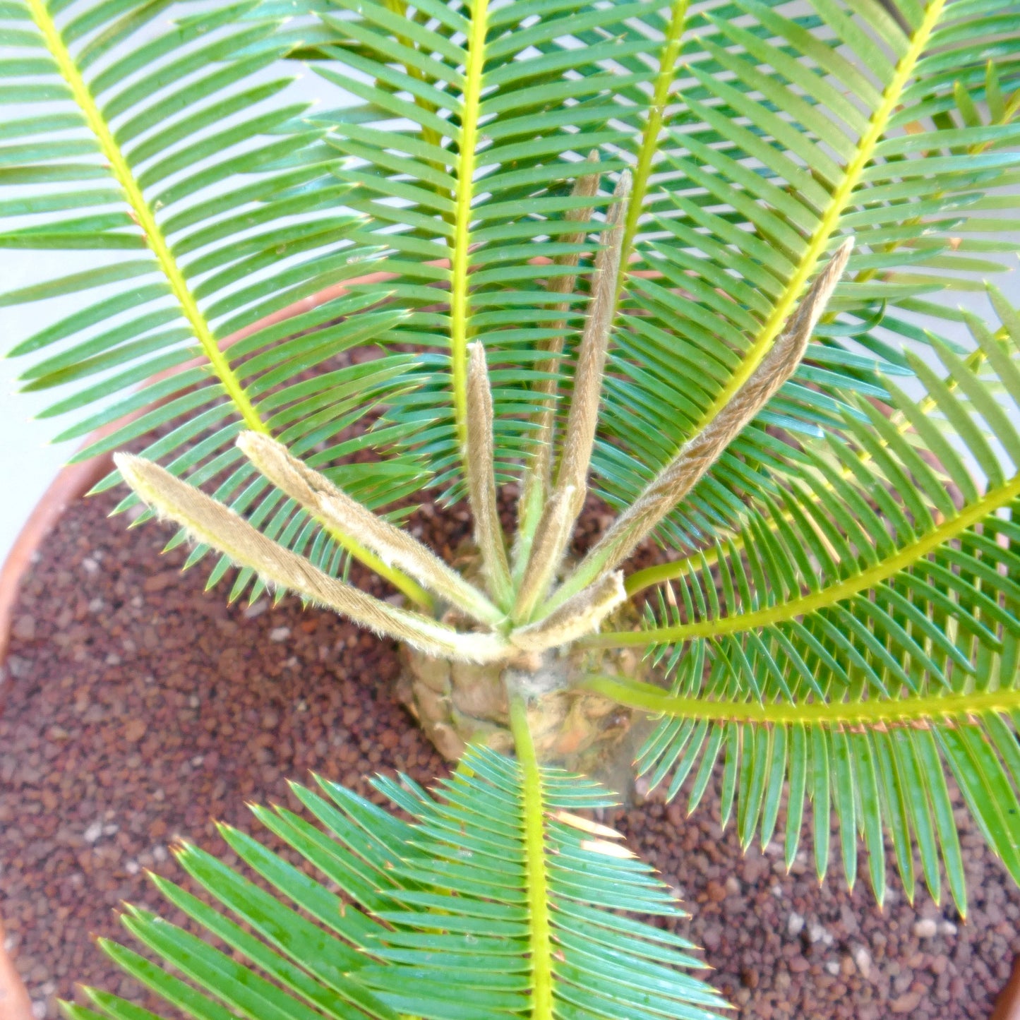 Dioon edule with bright green pinnate leaves and fuzzy new fronds in terracotta pot