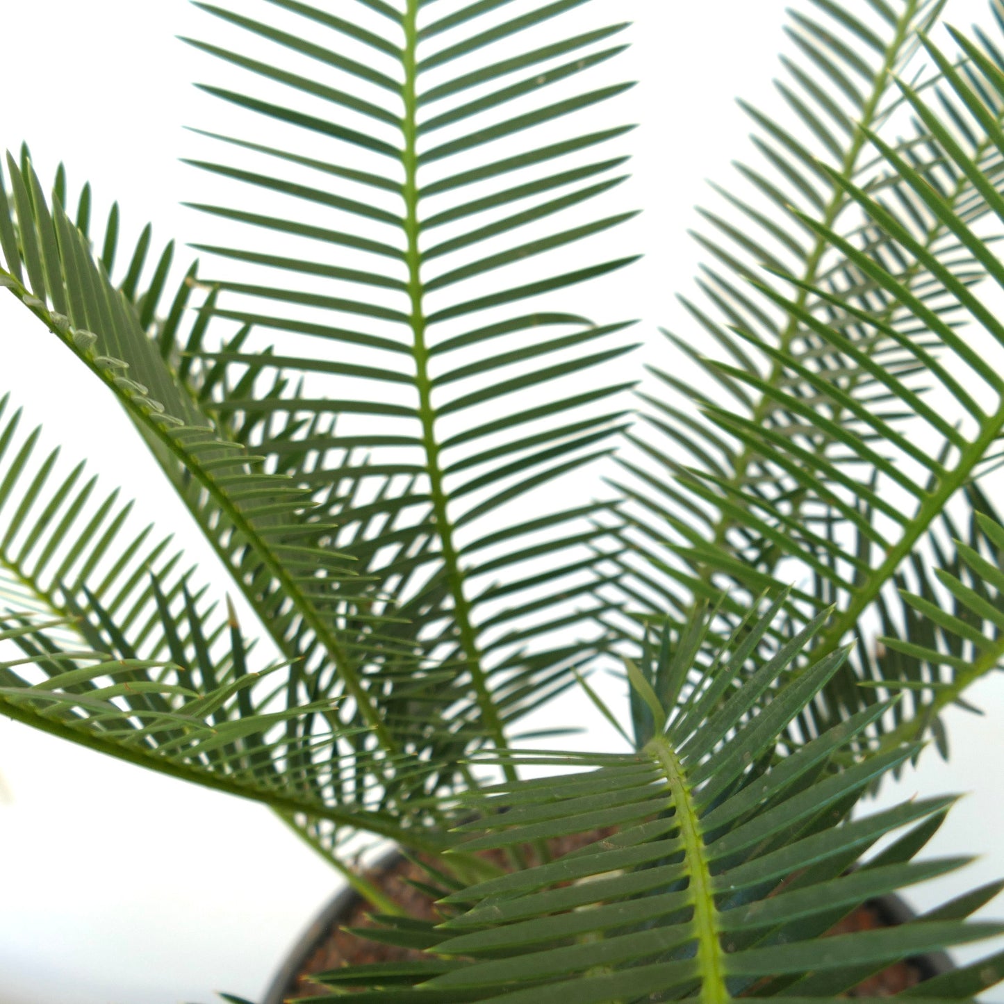 Dioon angustifolium green pinnate leaves with narrow, elongated leaflets and textured caudex base