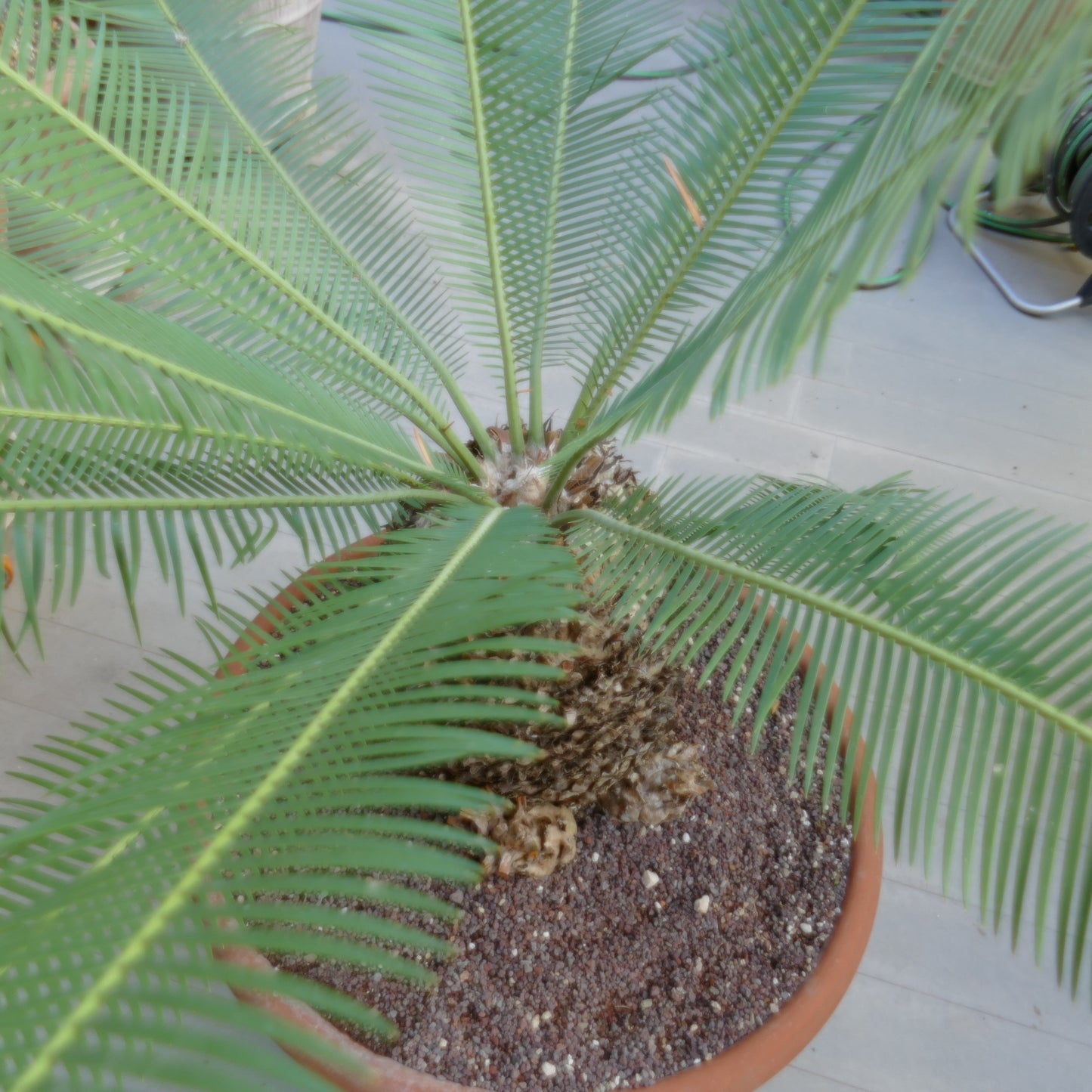 Dioon angustifolium rare cycad with long narrow green leaflets and textured caudex in pot