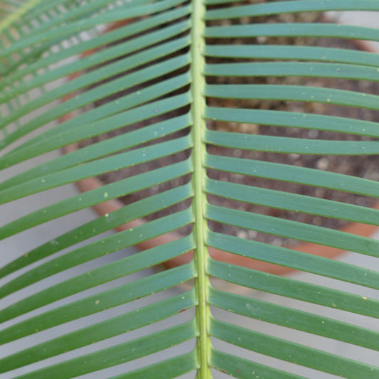 Dioon angustifolium close-up of green pinnate leaf with narrow leaflets and smooth texture