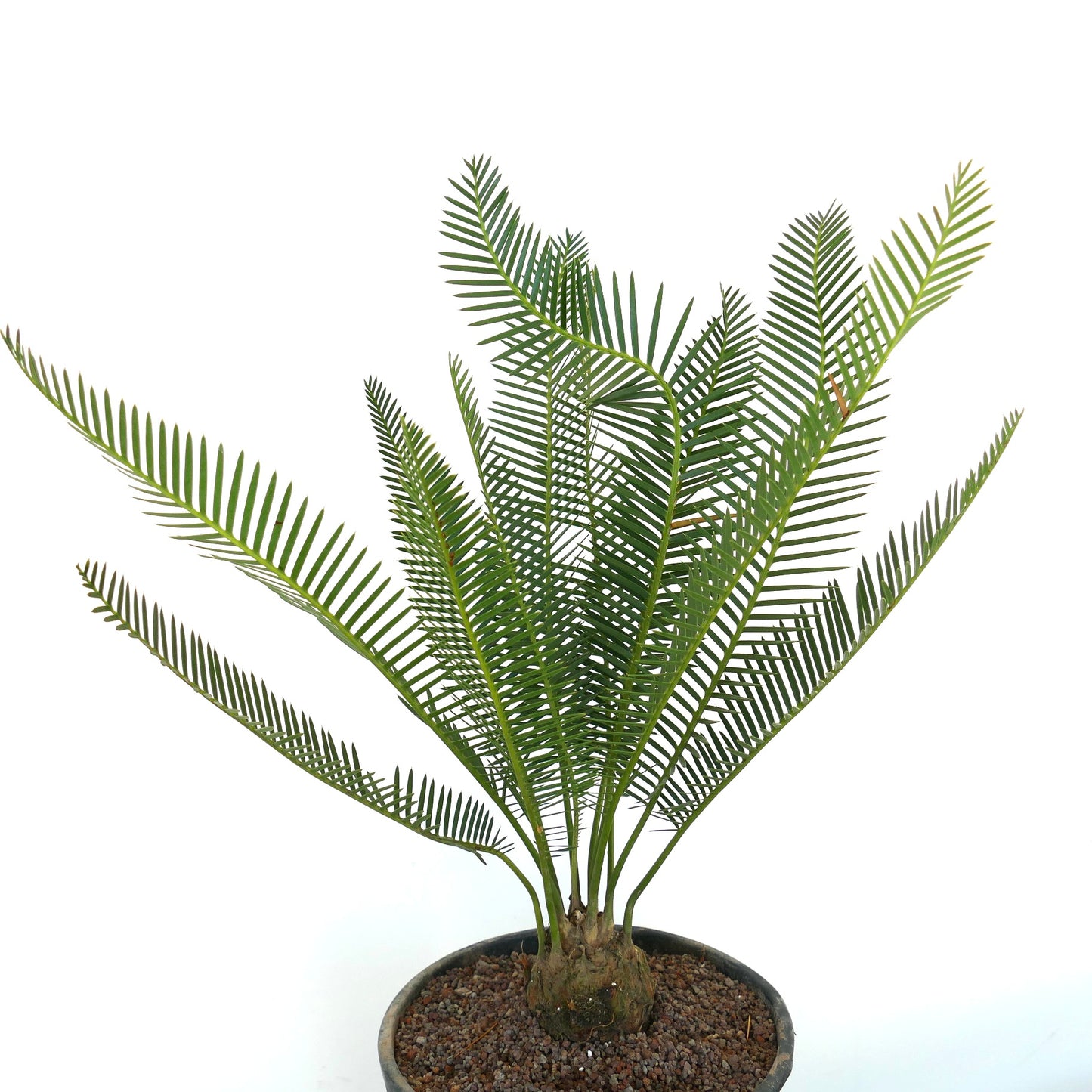 Dioon angustifolium rare cycad with slender green leaflets and thick caudex in pot