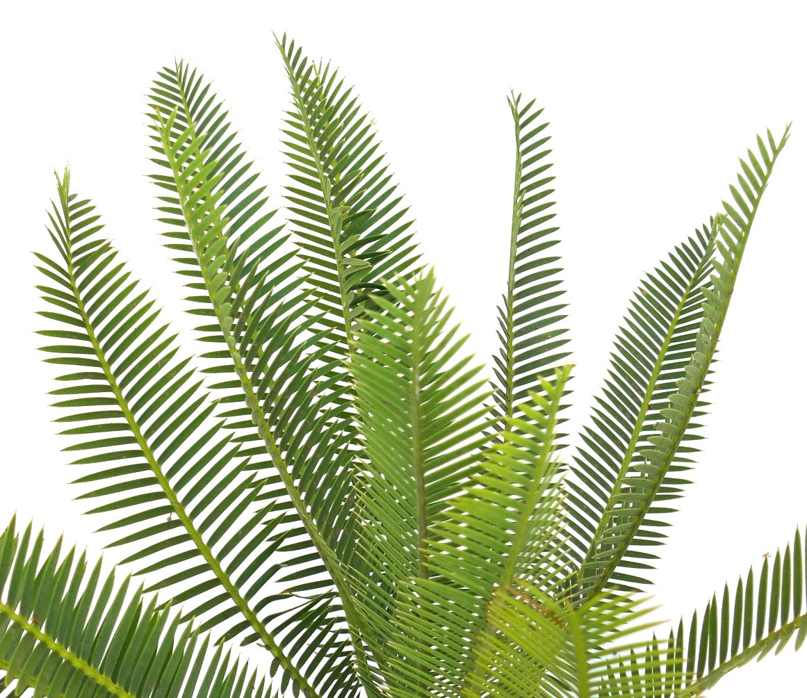 Dioon angustifolium lush green pinnate leaves with narrow leaflets and textured caudex base